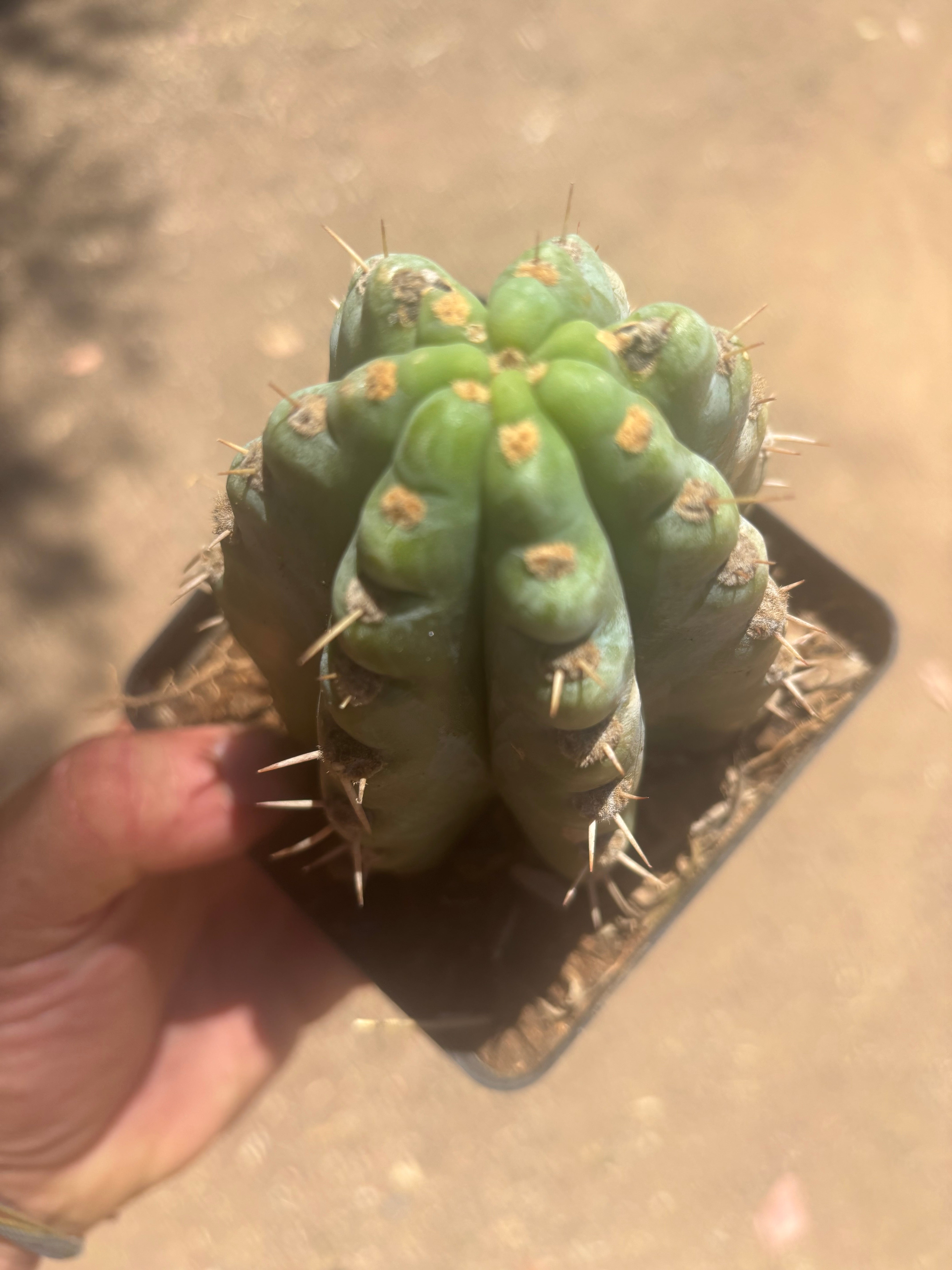 👑 TSSBP — Rooted Tip