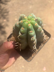 👑 TSSBP — Rooted Tip