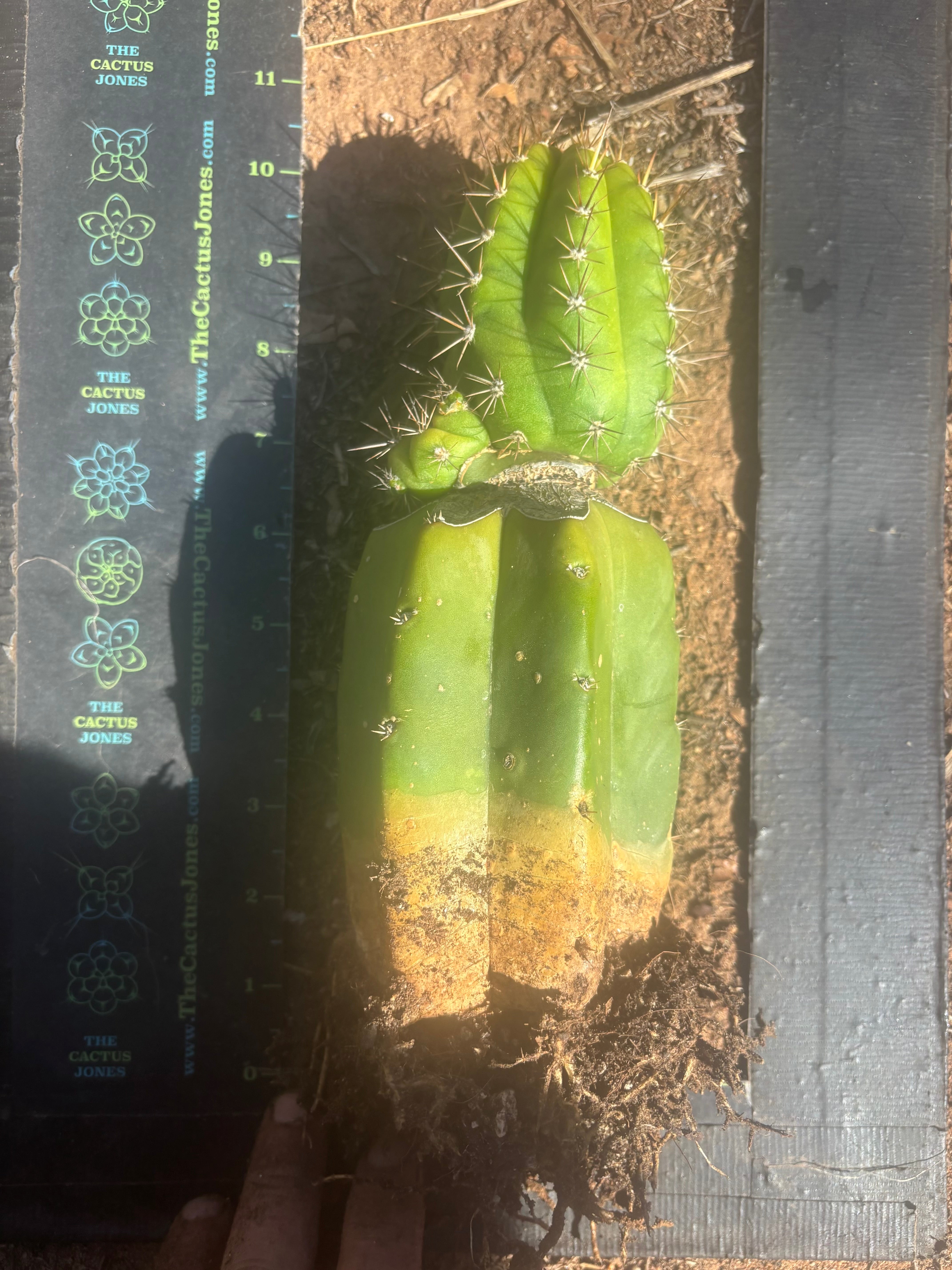 💎👑💎❗️Parques De Leyendes —BK08611.4 Clone A — Established Rooted Slab Graft w/ Large Pup