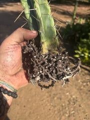 👑🌶️ Lumberjack— Fully Rooted 12” Tip