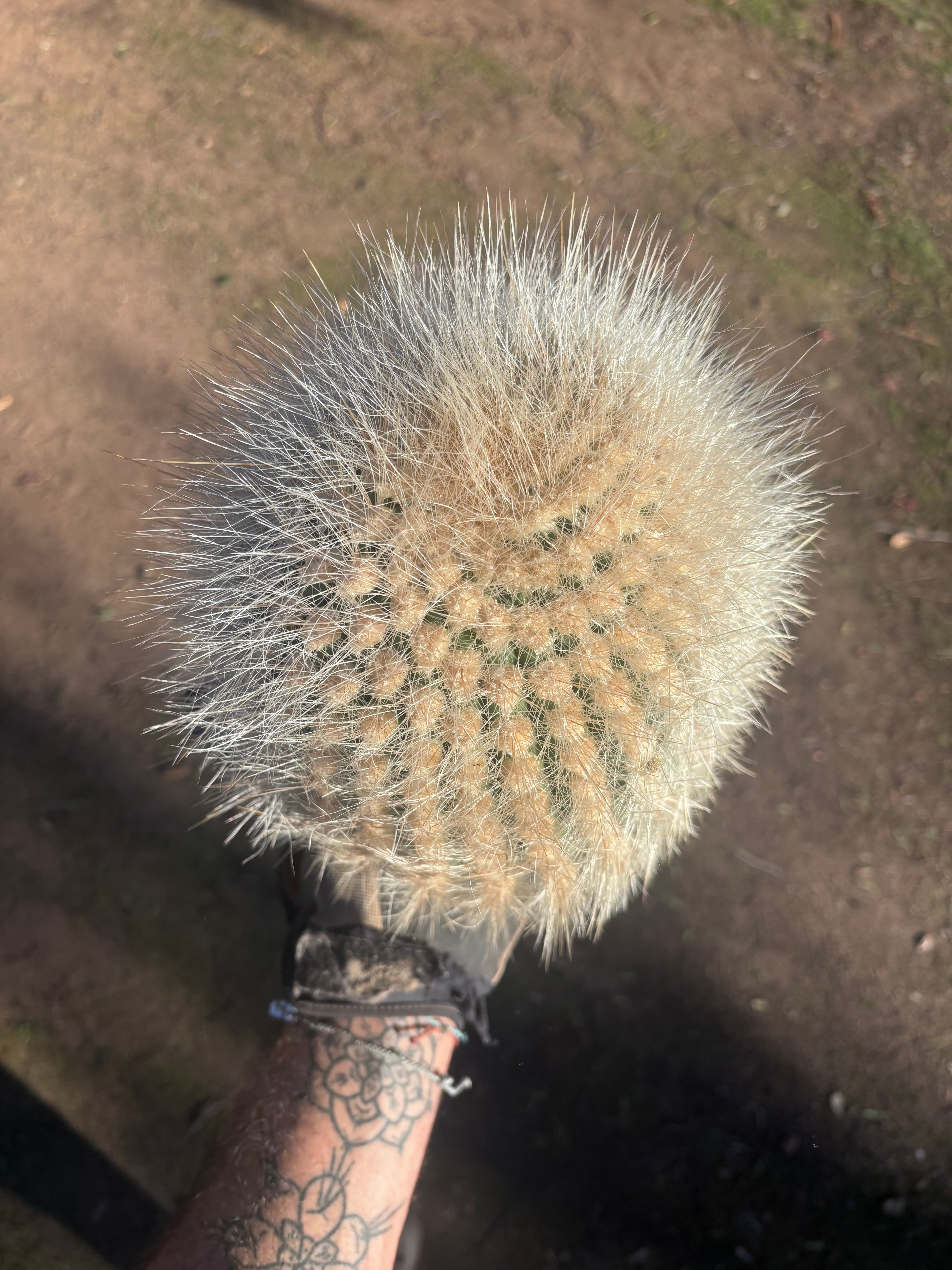 💎 T. Atacamensis — 11” x 9” Melon