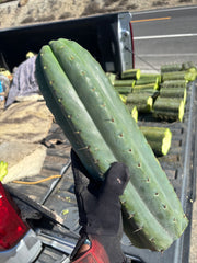 🌶️ SS02 x Yowie — MASSIVE 7” Mids