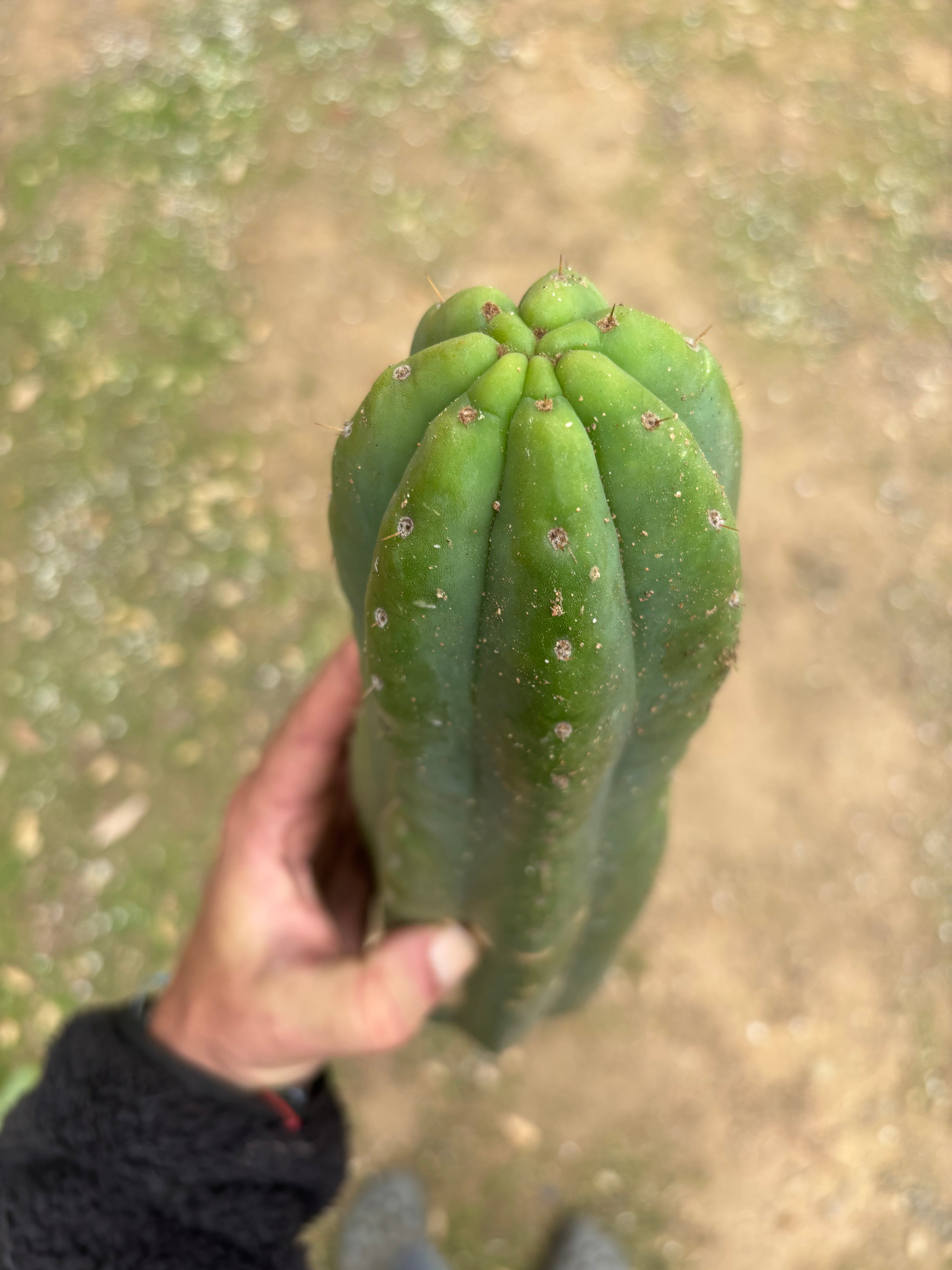 💎👑🌶️ Tom Juuls Giant  — XL 14” Tip