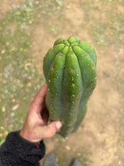 💎👑🌶️ Tom Juuls Giant  — XL 14” Tip