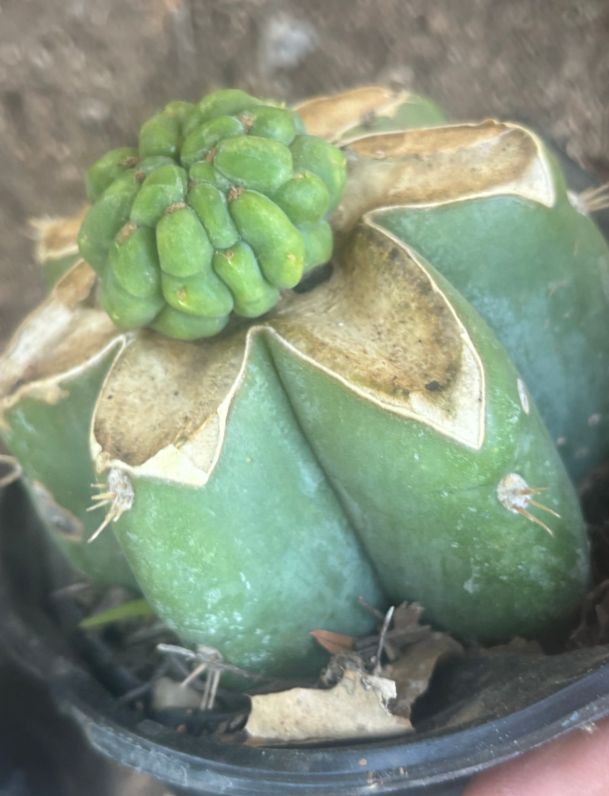 💎👑💎 Havran — Pup Grafts on Rooted Shine01 (Two Ready to Ship)