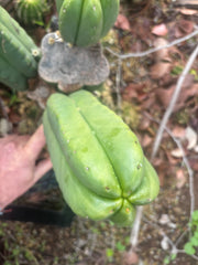 👑🌶️ Zulk — 8” Pup Melon