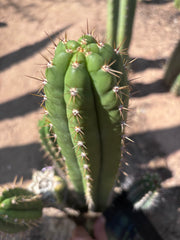 👑🌶️ Torres & Torres — 14” Tip