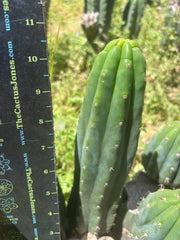 👑 Pomo Largo — 11” Pup