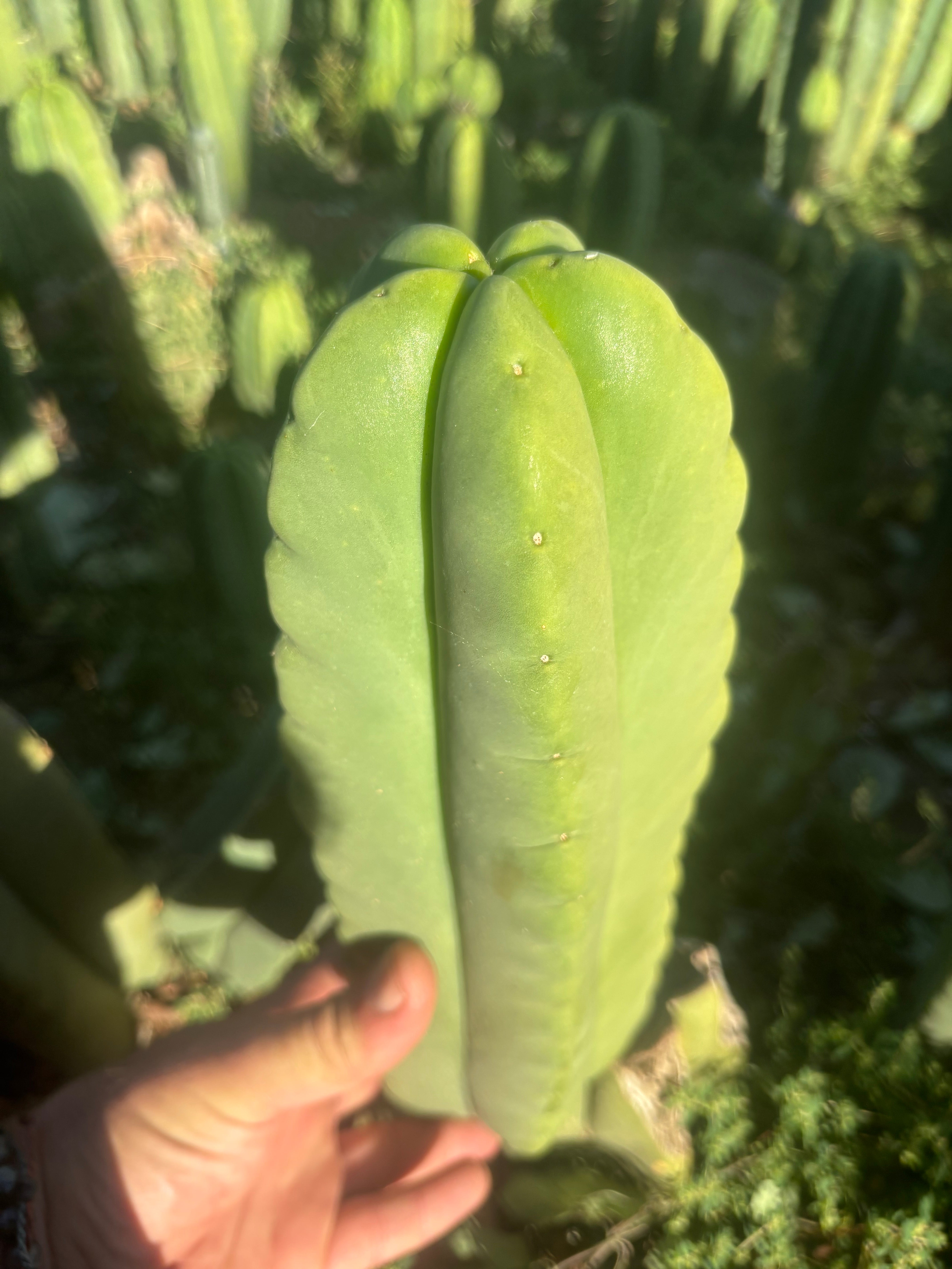 💎👑🌶️ Ferah — Fat 9” Tip
