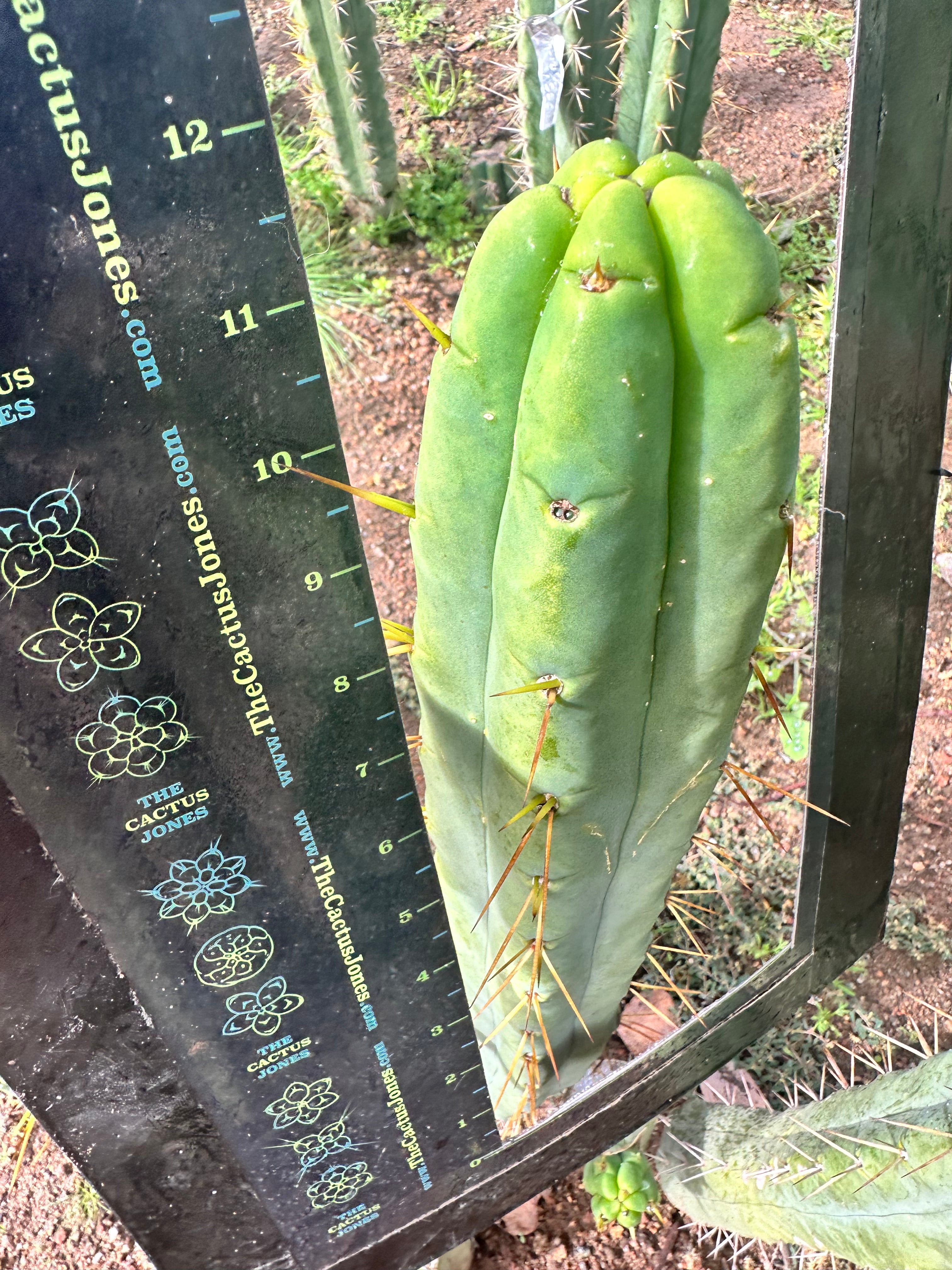 OZWRT TheCaudexMan pachypodiuman C サイズSS OZWRT TheCaudexMan OZWRT TheCaudexMan pachypodiuman C サイズSS OZWRT TheCaudexMan