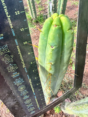 👑🌶️ Jiimz Twin Spine  — 12” Tips