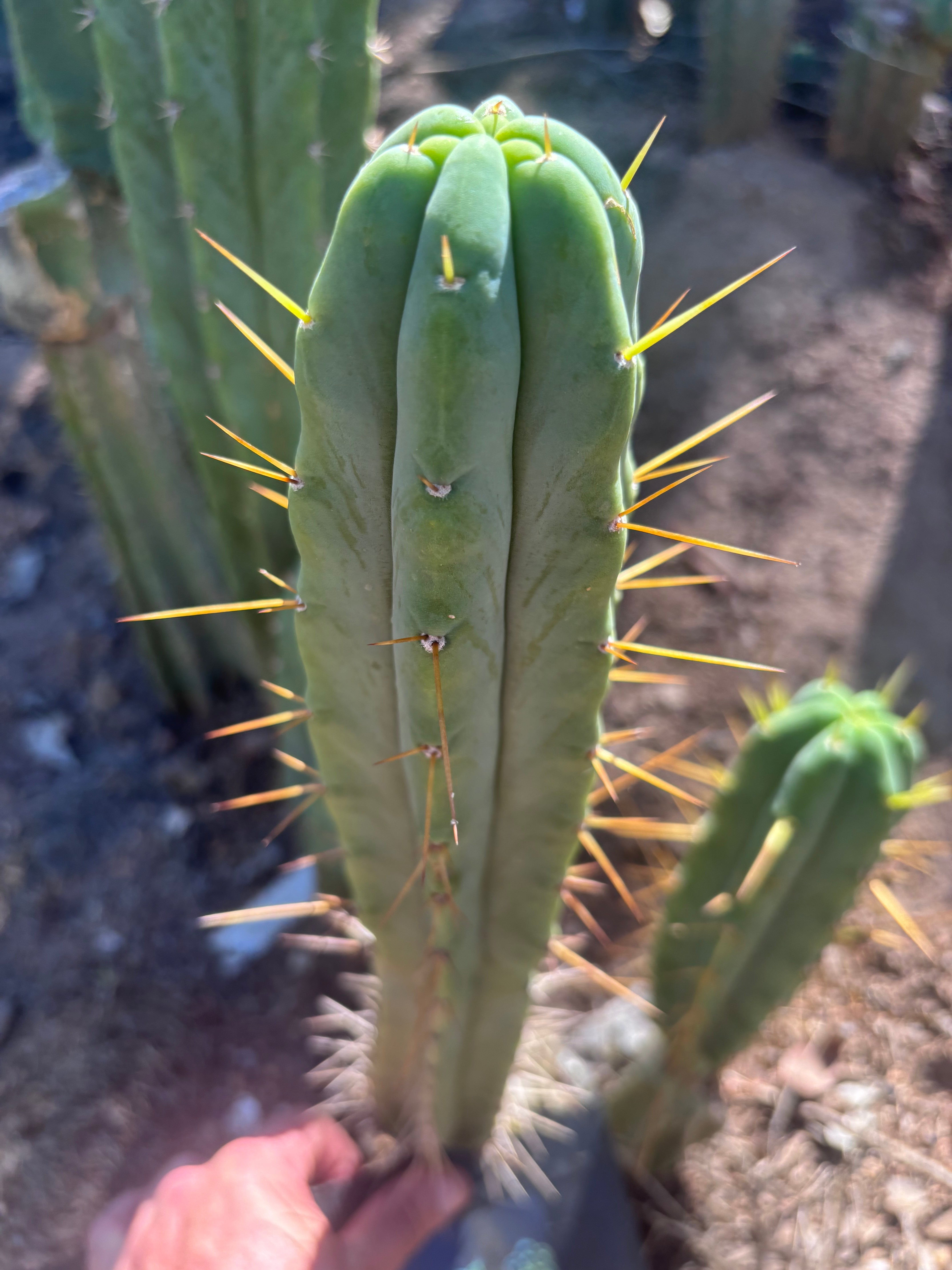 👑🌶️🌶️ Eileen — 15” Pup