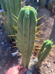 👑🌶️🌶️ Eileen — 15” Pup
