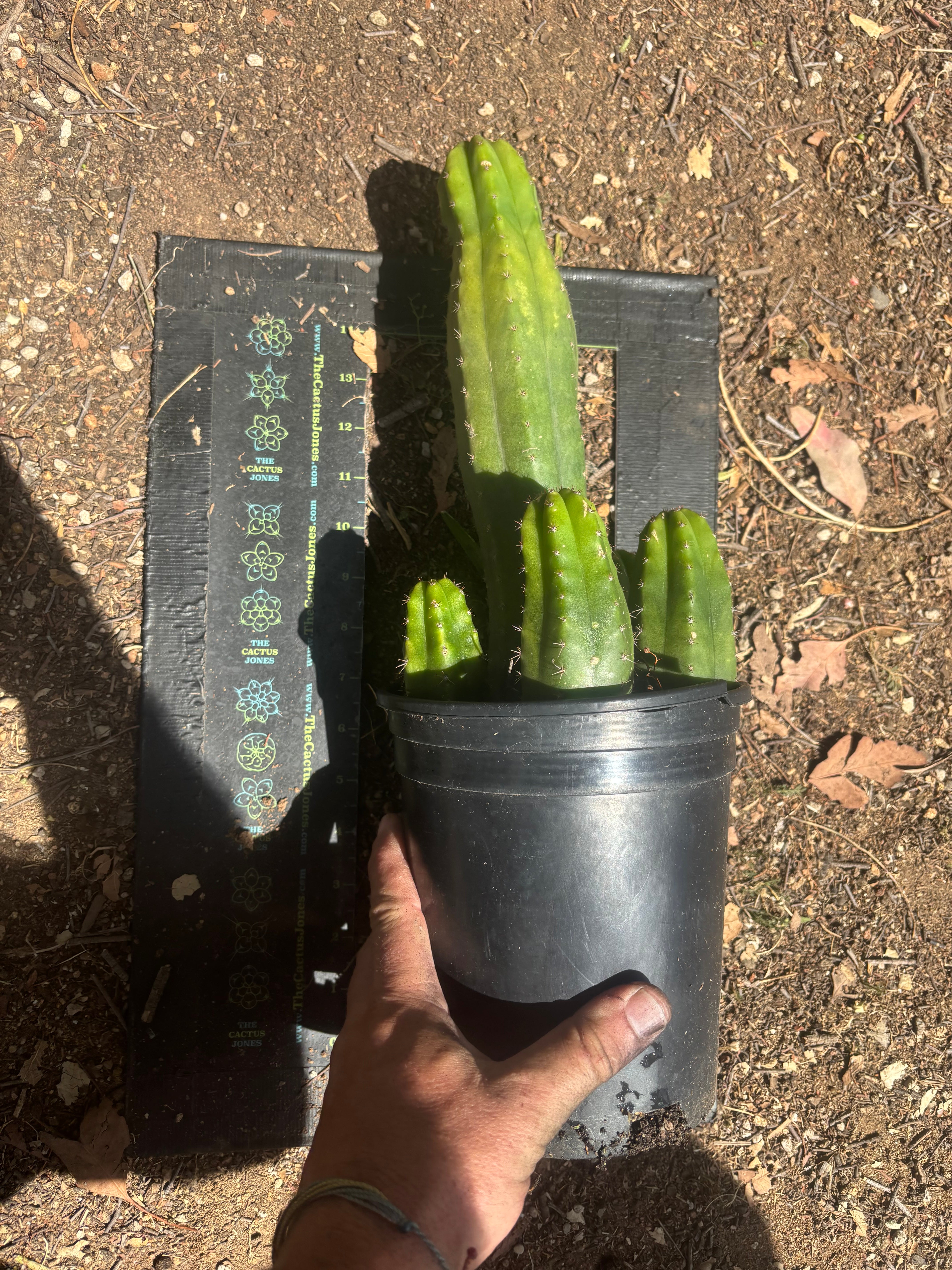 👑💎 DeCosta — 7 Rooted Tips in One Pot