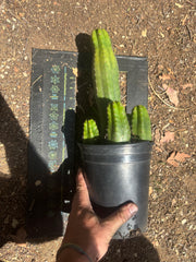 👑💎 DeCosta — 7 Rooted Tips in One Pot