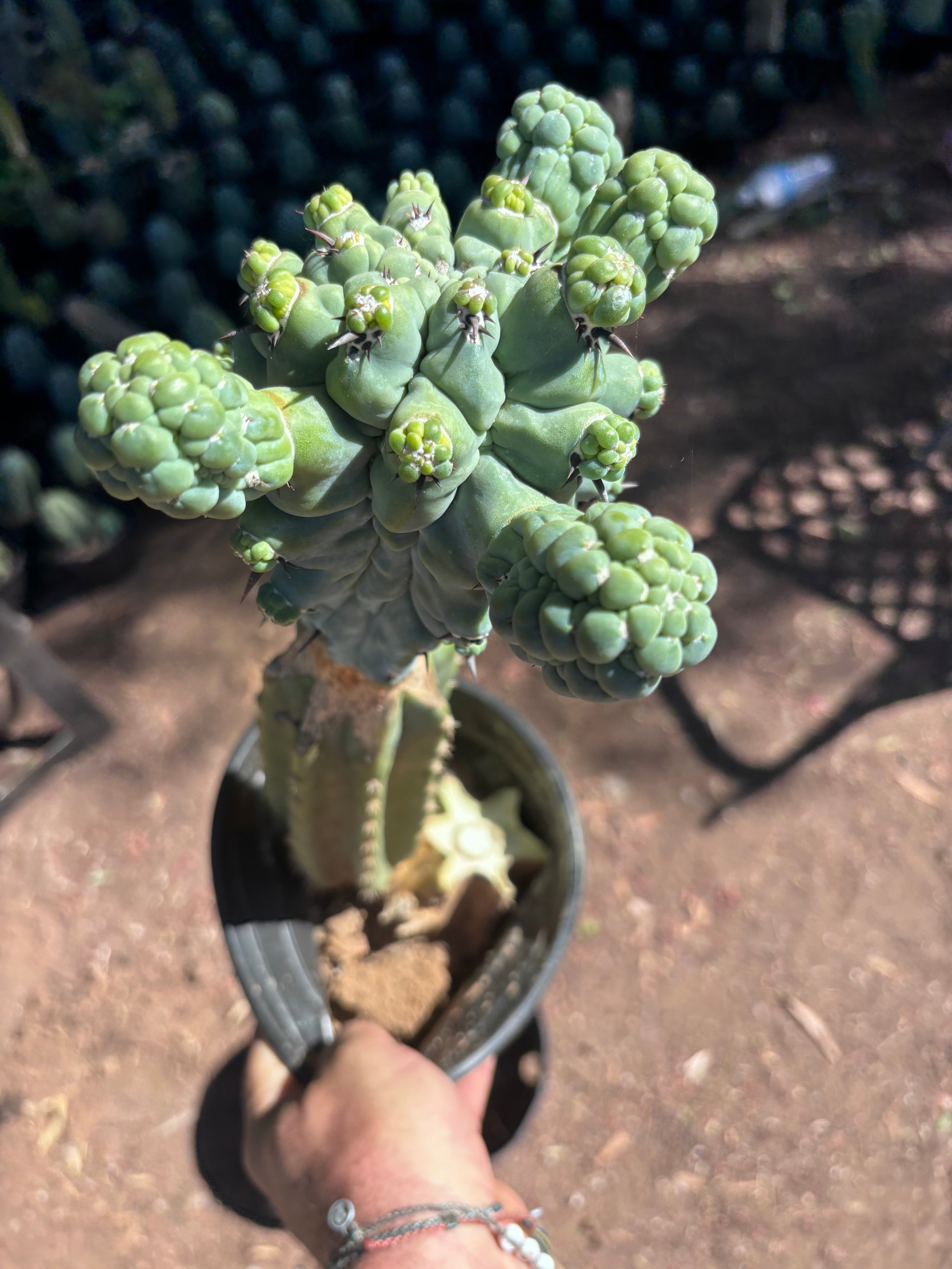💎👑💎 Glorp — XL Rooted Pupsplosion Graft