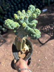 💎👑💎 Glorp — XL Rooted Pupsplosion Graft