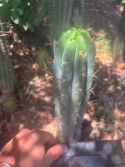 👑🌶️🌶️ Pala — 9” Tip Again