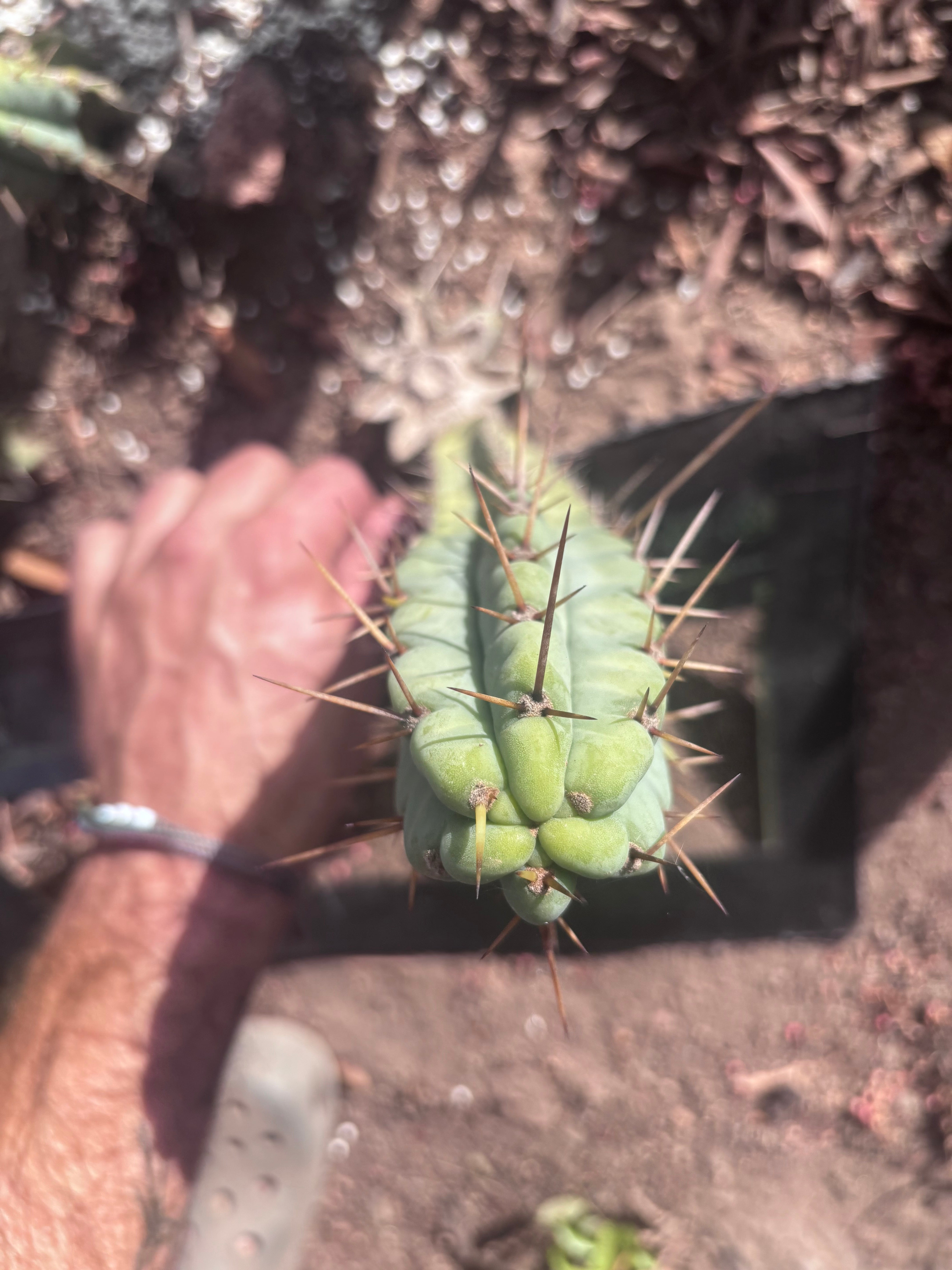 👑🌶️🌶️ Pala! — The Mid Week Pup