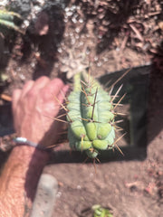 👑🌶️🌶️ Pala! — The Mid Week Pup