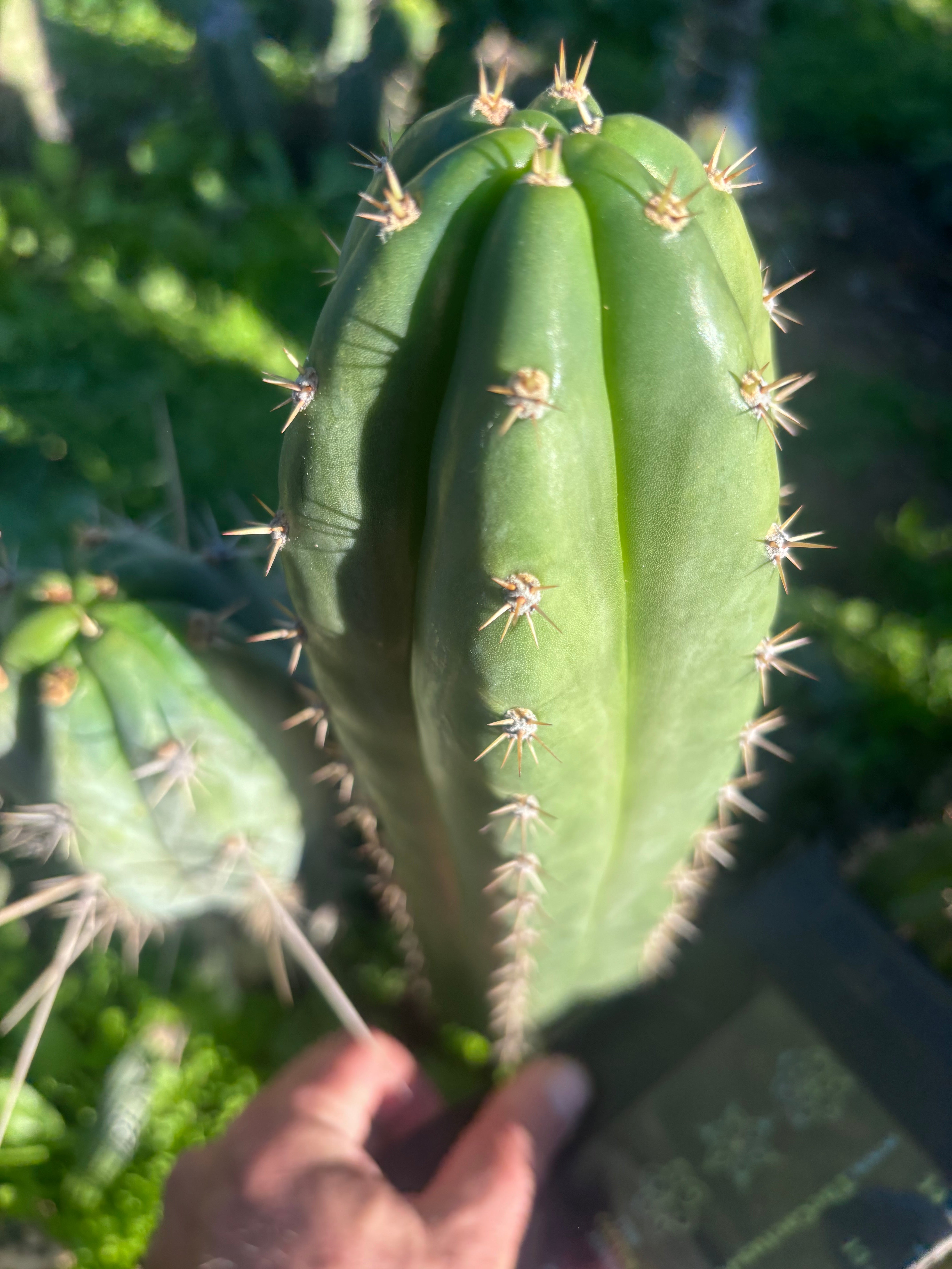 👑🌶️ Huancabamba— 10” Tip