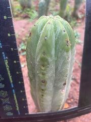 💎👑🌶️ Pierre — Thick 9” Tip