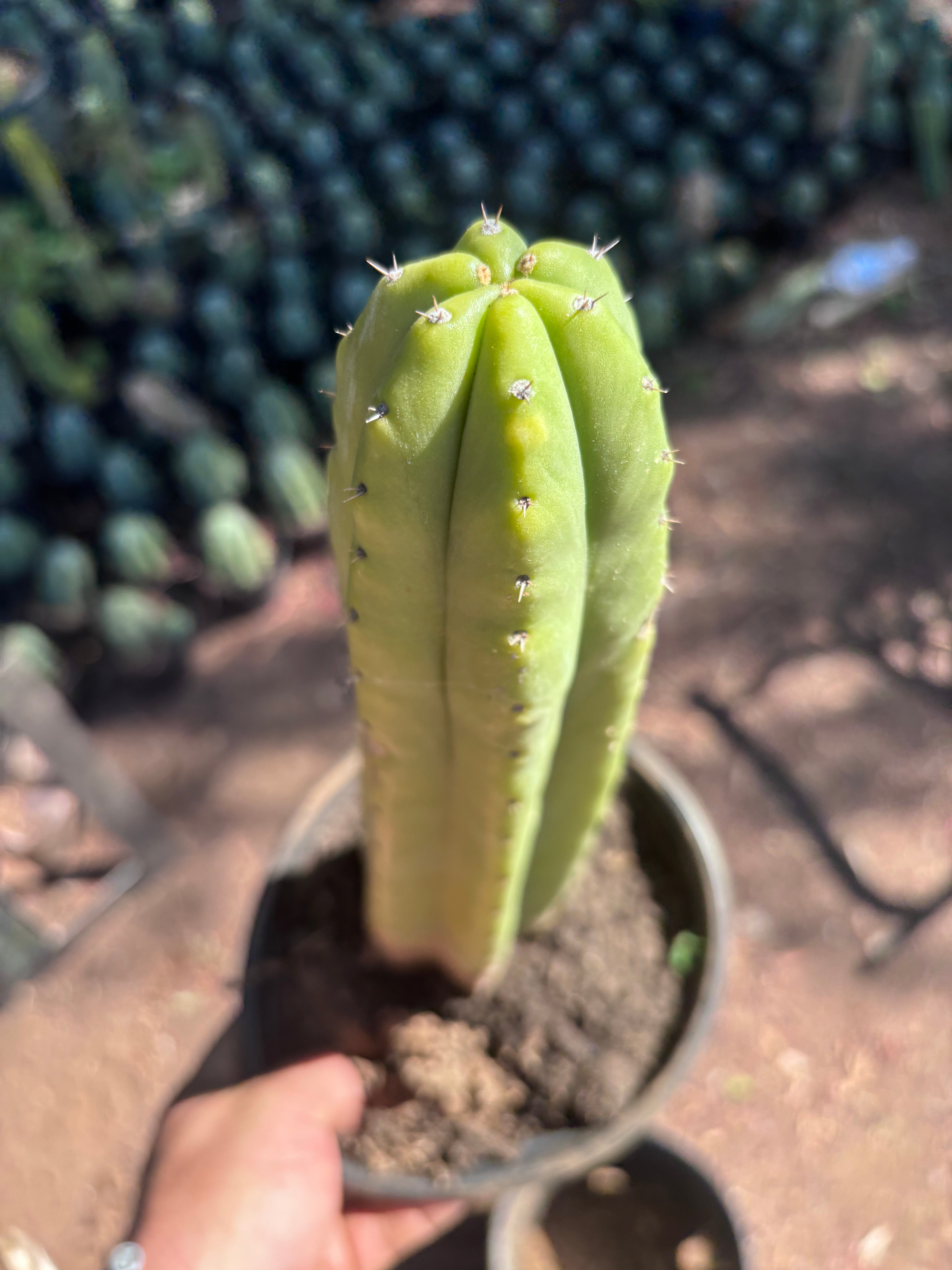 👑🌶️ Ecuadorian Pach — Rooted 13”
