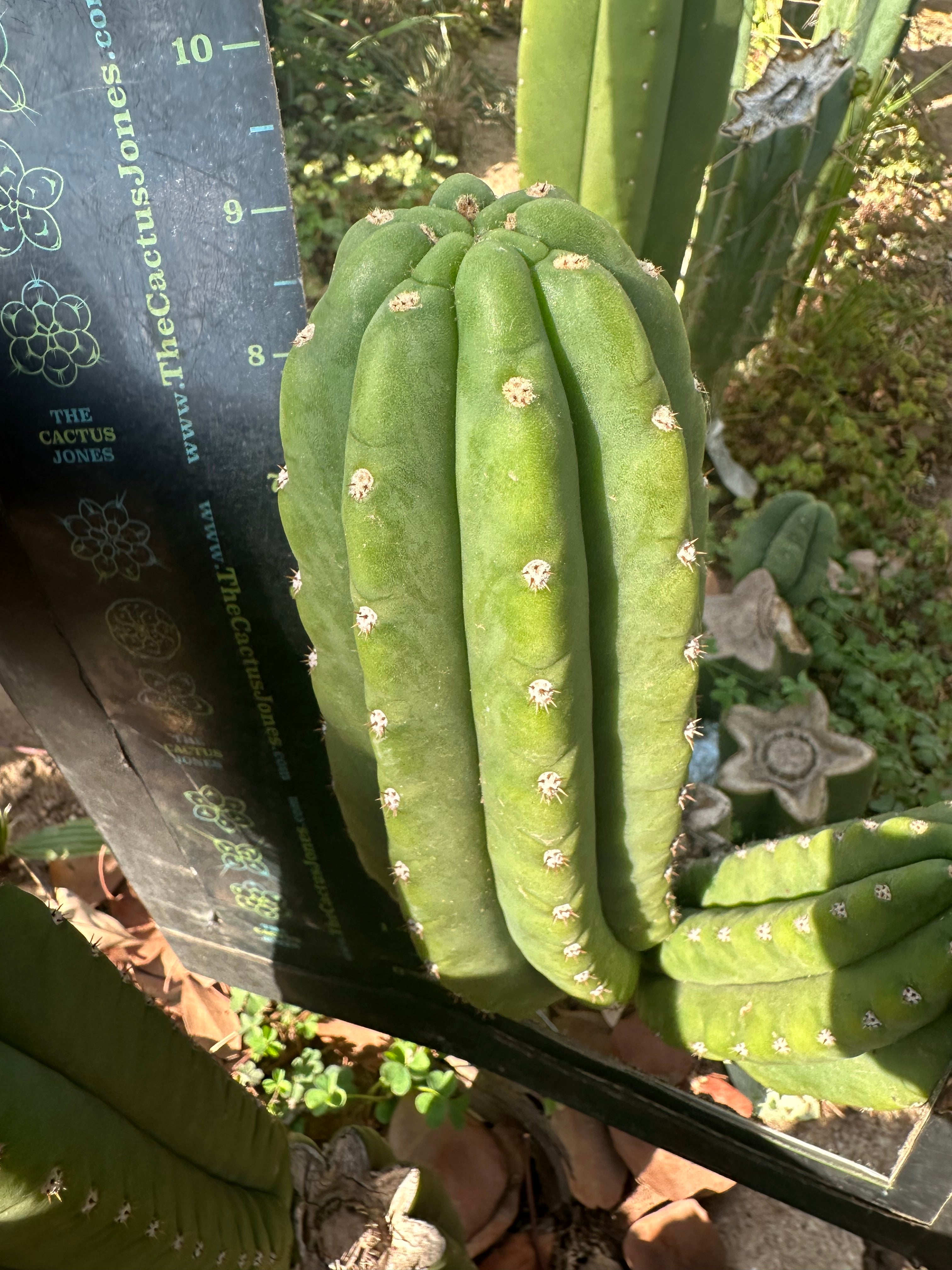 👑🌶️ The Field’s Pachanoi — Chonky 9” Pup