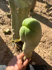 👑🌶️ TBM Long Form — 11” Tip