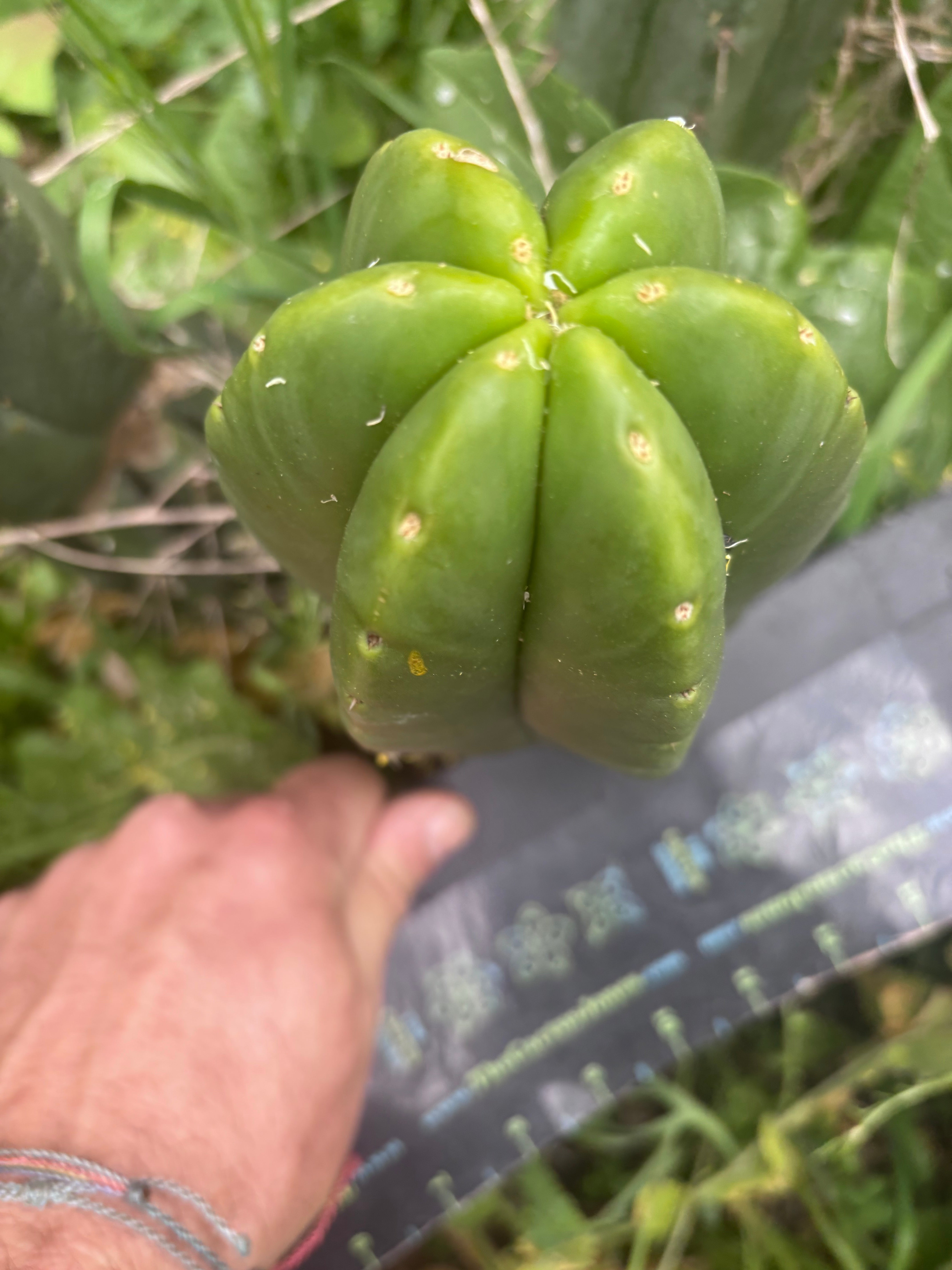 👑💎 Mesa Gardens Scop — Fat 7” Melon Pup
