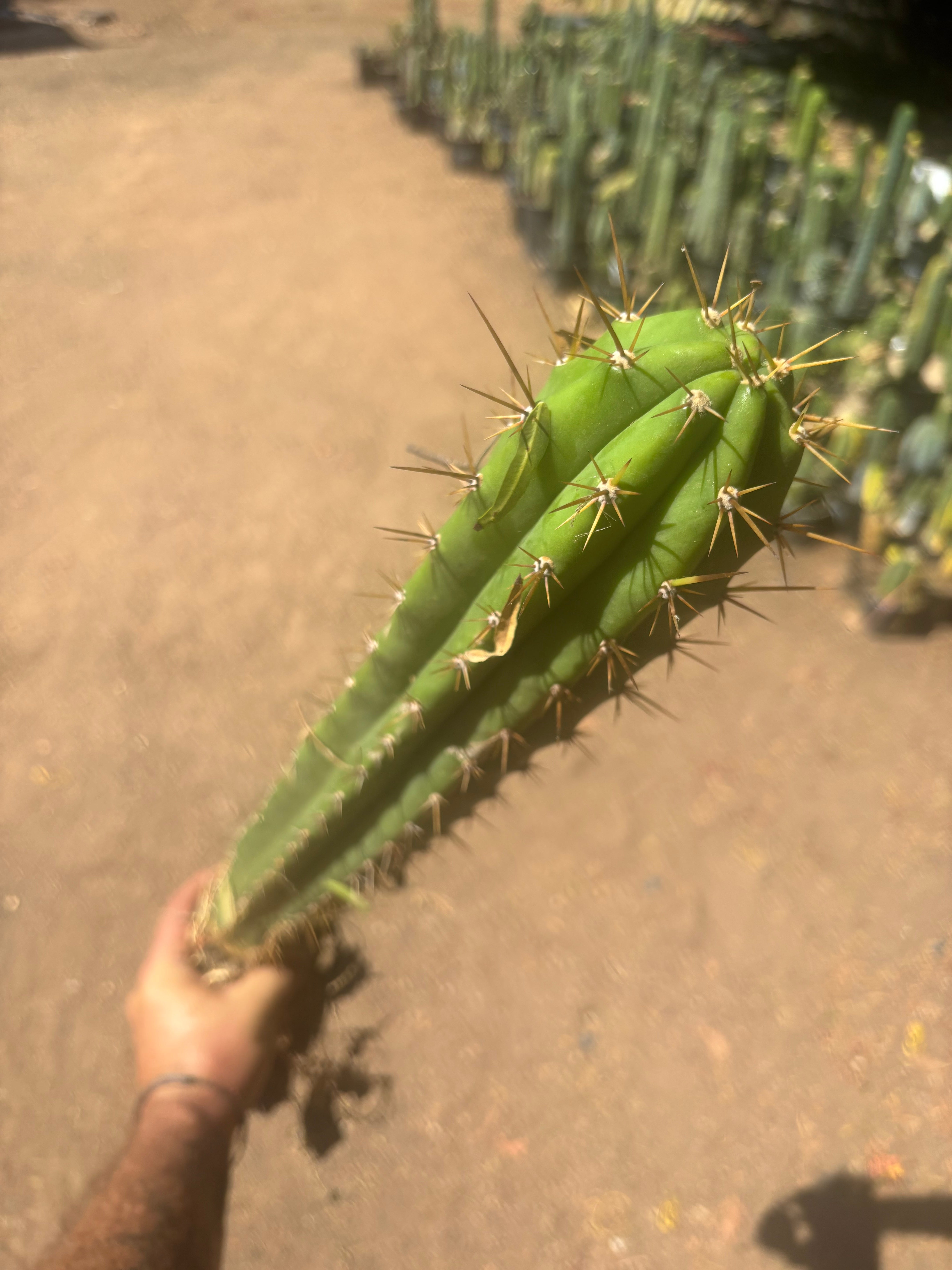 💎 Chavin de Huantar x Lumberjack — Seed Grown XL Rooted