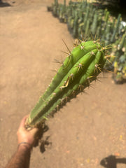 💎 Chavin de Huantar x Lumberjack — Seed Grown XL Rooted