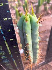 👑💎🌶️ Foolsbreath — 12” Tip