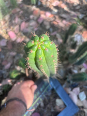 👑🌶️ Torres & Torres — 14” Pup