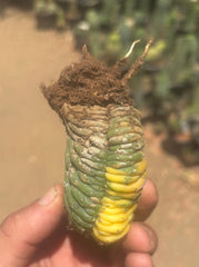 💎🔰💎 Crested Variegated Pachanoi — Perfect Color Split Crest w/ Roots