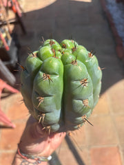 💎👑💎 Papa Smurf — Fat 8” Pup