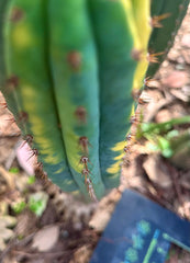 👑 Variegated Pachanoi — 9” Tip