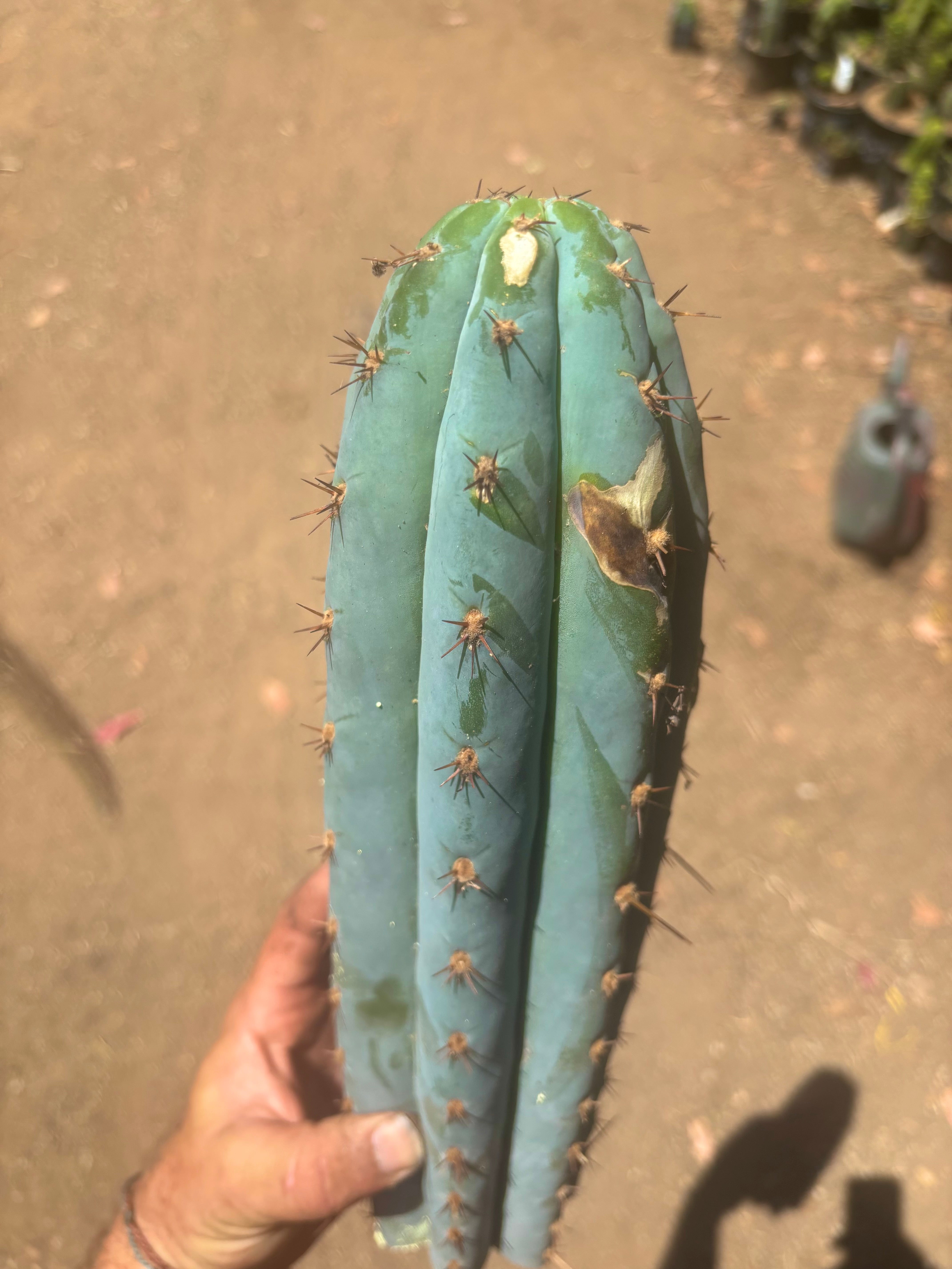 💎👑💙 Bonnaroo Blue — XL 14” Tip