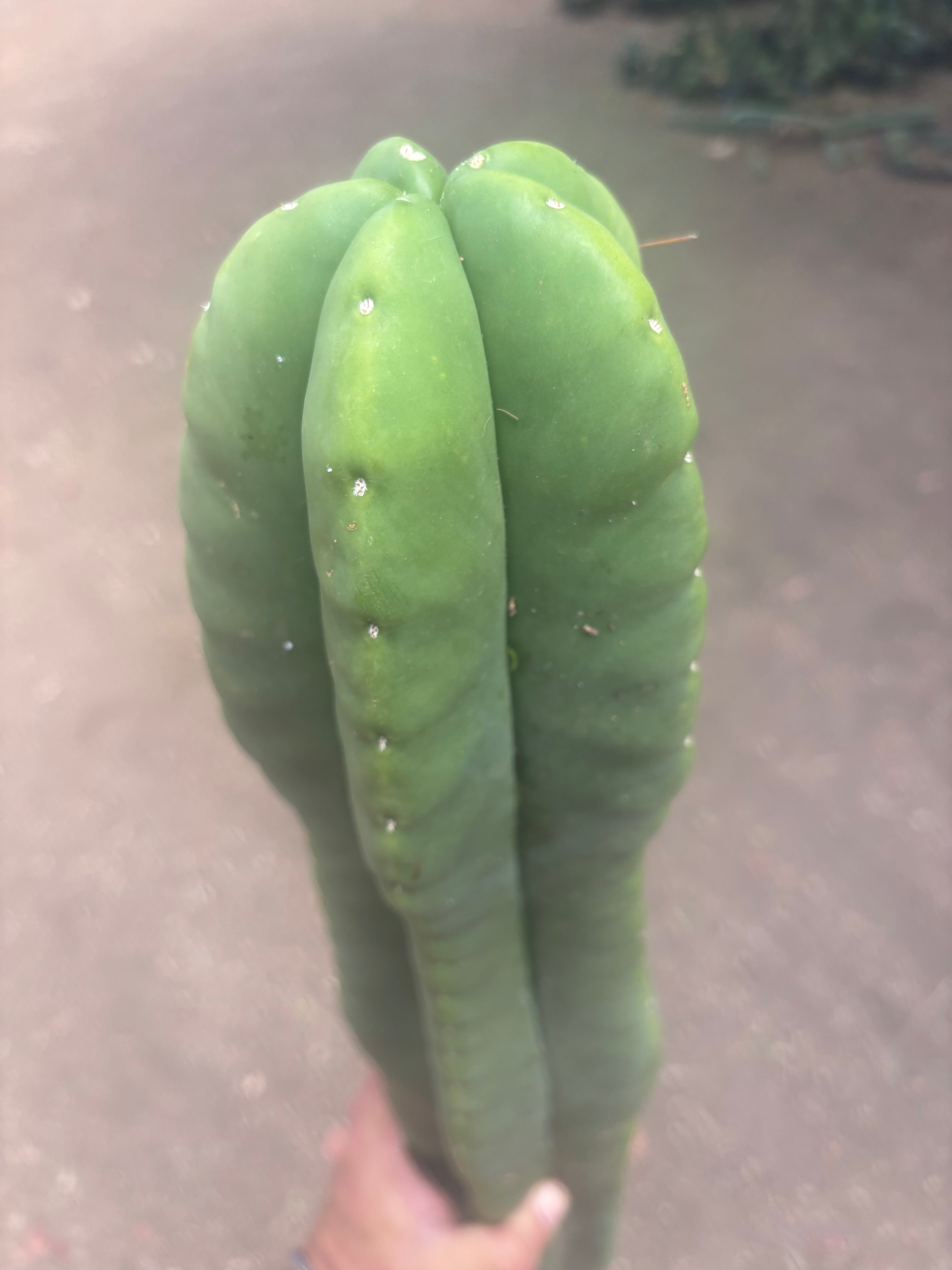 💎👑🌶️  Zulk —  Massive XXXL 32” Column