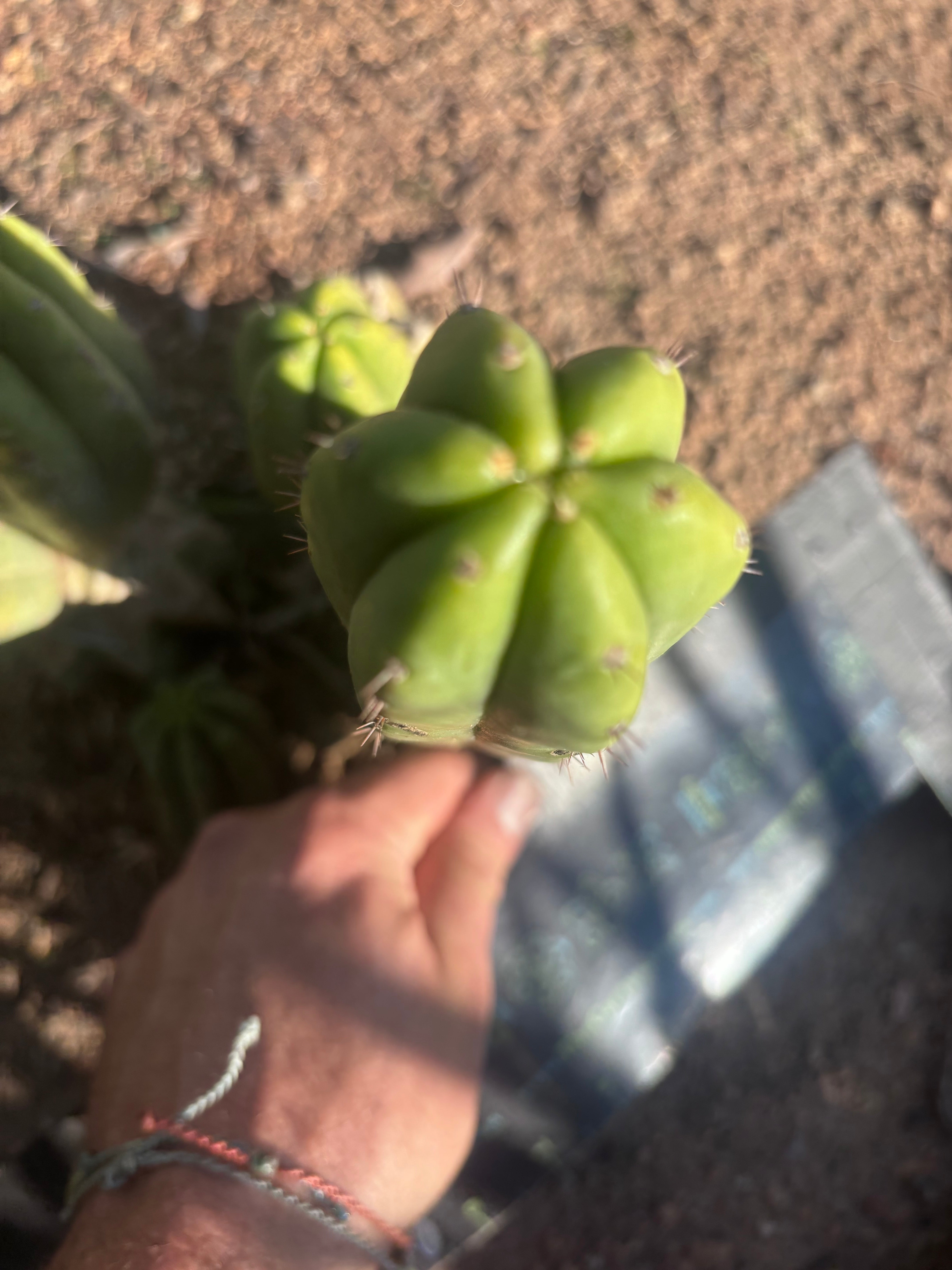 💎👑 JN07 “El Negro” — 8” Tip