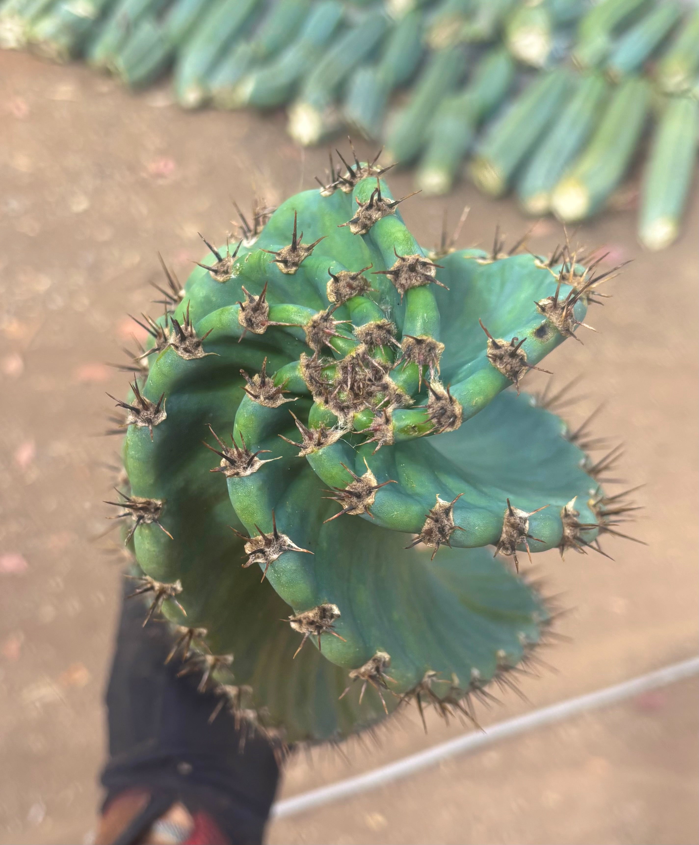 💎🌀 A Cereus Tornado  — XXL 21” Pup