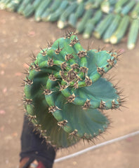 💎🌀 A Cereus Tornado  — XXL 21” Pup