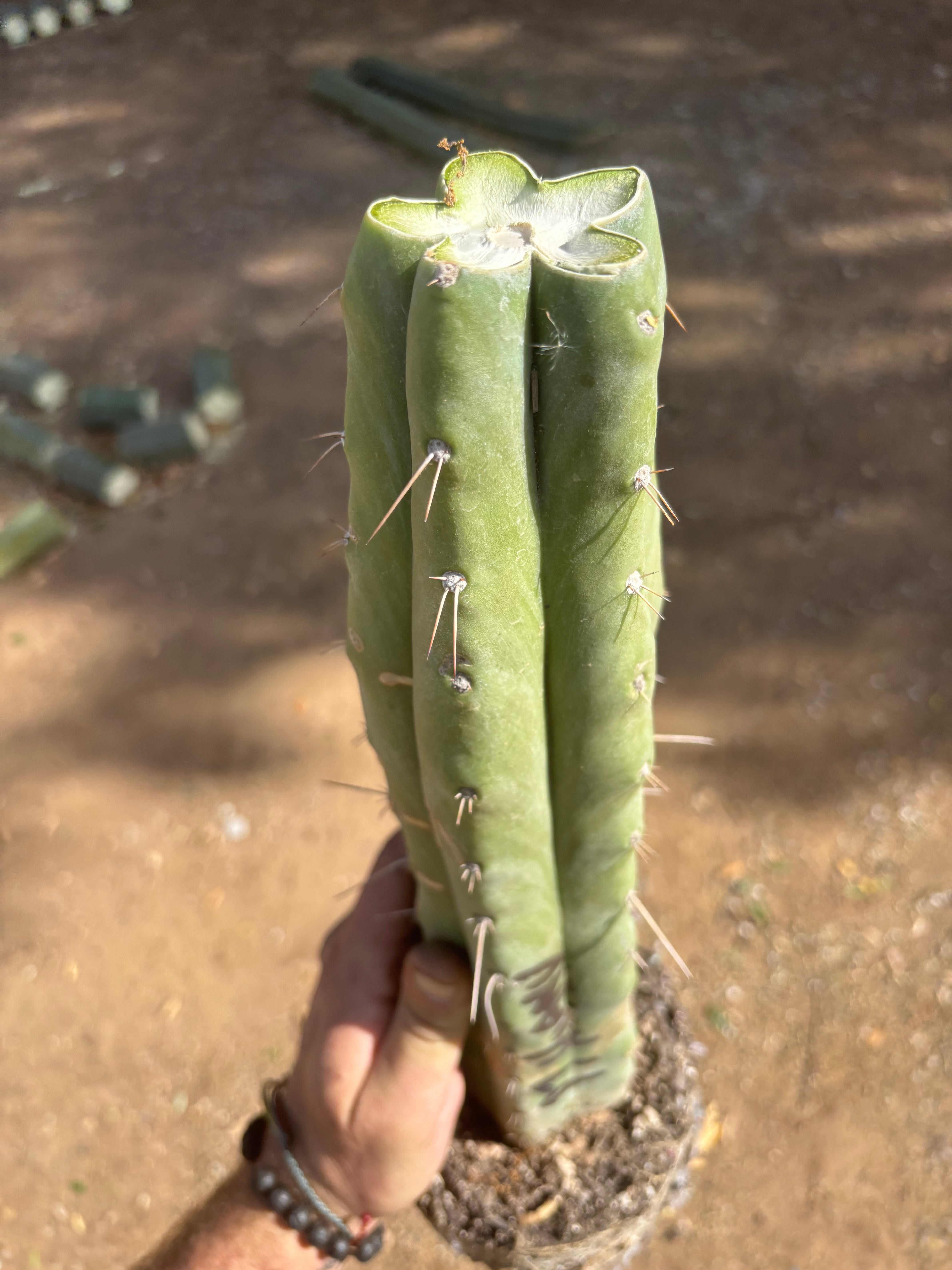 👑 Big Mac Huanu (P7)  — XL 15” Fully Rooted Stump