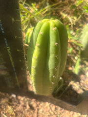 👑🌶️🌶️ KR04 — 8” Grenade