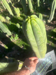 💎👑🌶️🌶️ Ogun — XL 15” Pup