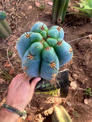 💎👑💎 Papa Smurf — FAT 10” Tip