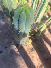 💎🌶️ 0102 — XXL Two Footer Tip (24”)