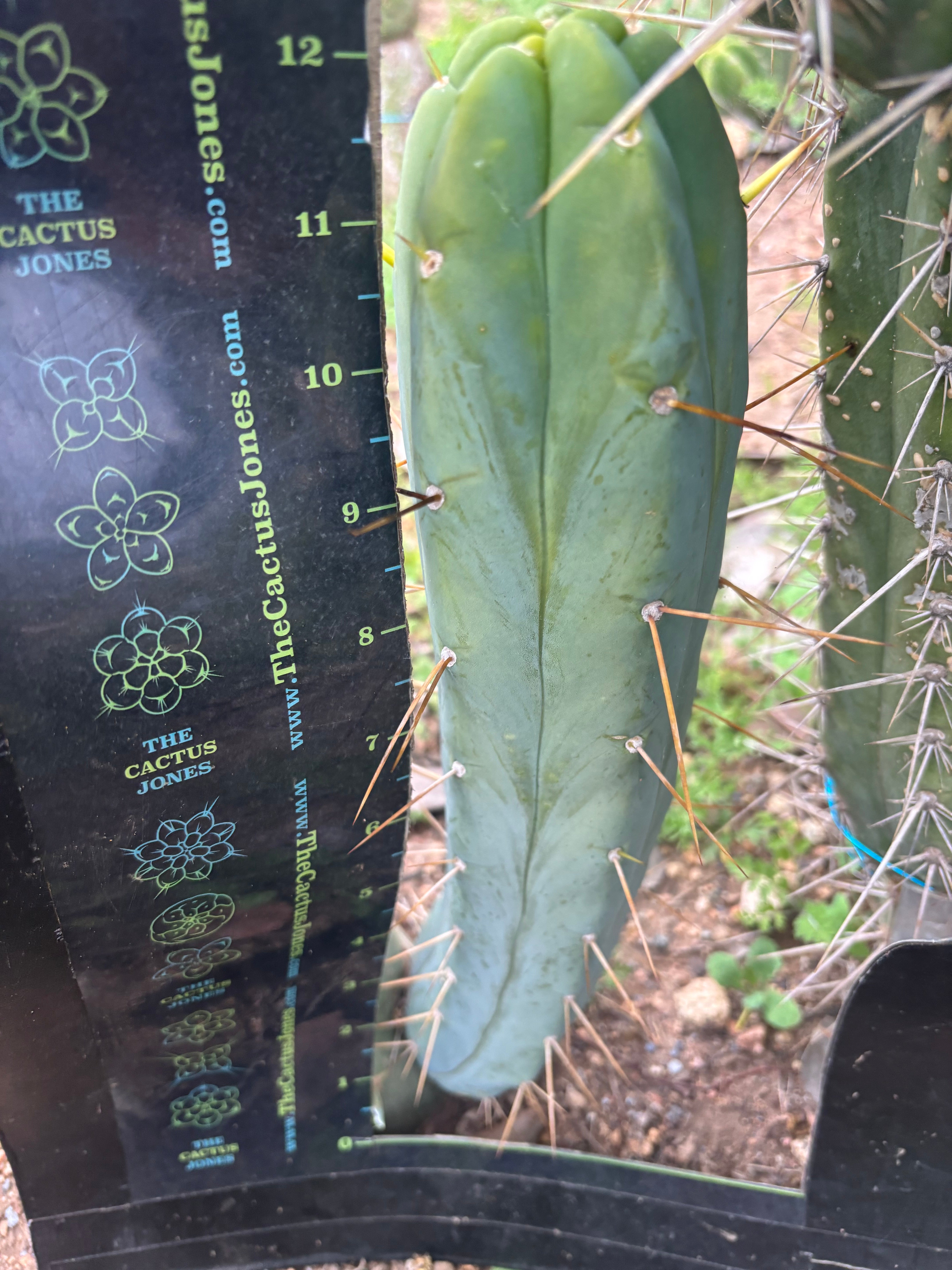 👑🌶️🌶️  Another Jiimz Twin 12” Pup