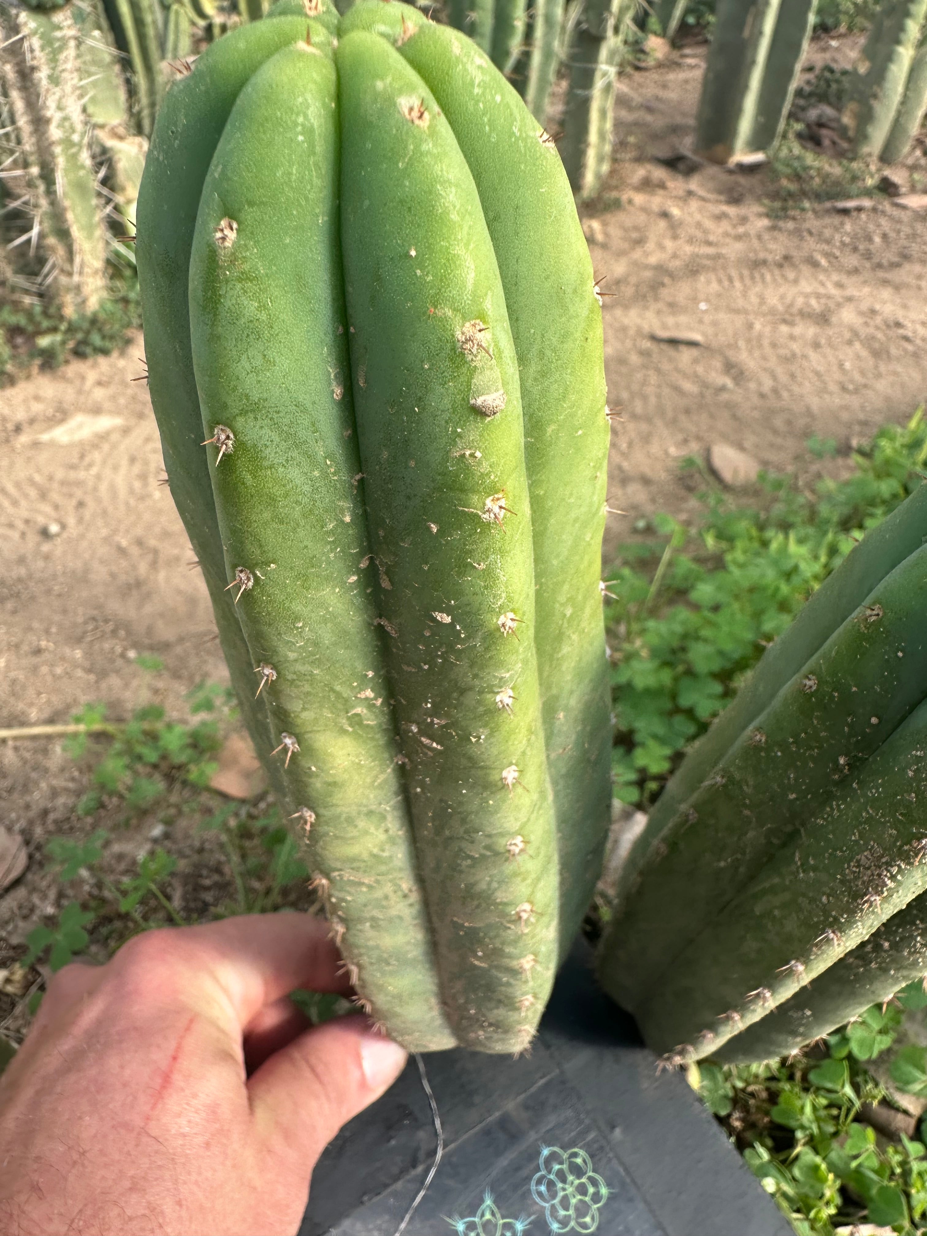 👑🌶️ Quito Qcumber — Restocked — 10” Tips