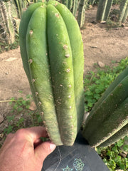 👑🌶️ Quito Qcumber — Restocked — 10” Tips